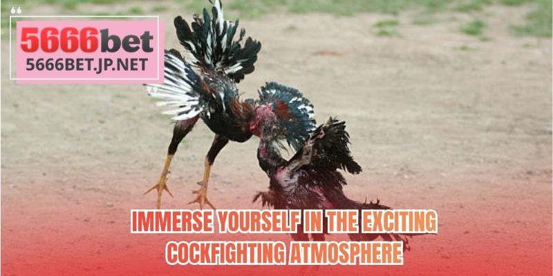 Immerse yourself in the exciting cockfighting atmosphere